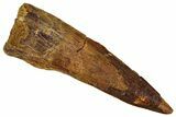 Fossil Spinosaurus Tooth - Real Dinosaur Tooth #354788-1